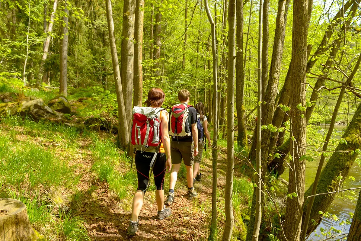 Drei Menschen wandern auf einem schmalen Pfad durch einen hellen, frühlingsgrünen Laubwald